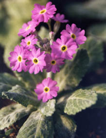 Primula frondosa var columnae